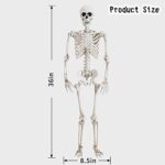 Abakuku 36″ Halloween Skeleton Decorations,Human Bones for Halloween Party with Movable Joints,for Haunted Houses, Front Lawn, Graveyard Props