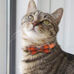 Joytale Upgraded Cat Collar with Bells, Breakaway Cat Collars with Bow Tie, 1 Pack Girl Boy Safety Plaid Kitten Collars, Orange