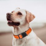 Orange Dog Collar, Reflective Pet Collar with Buckle Adjustable Safety Nylon Collars for Small Medium Large Dogs, M